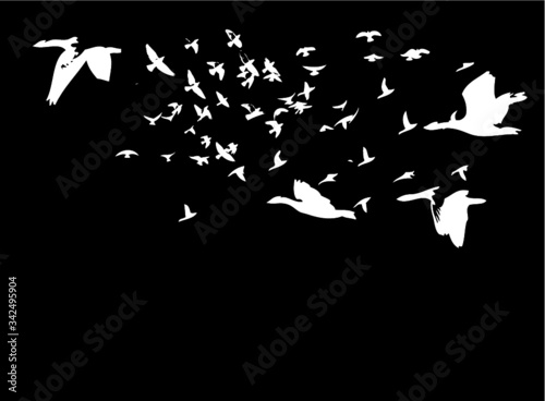 flock of birds graphic design vector art