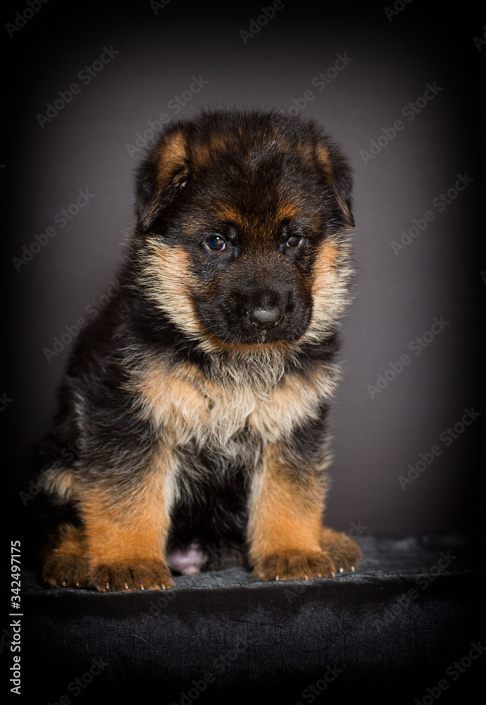 German Shepherd puppy, one month old German Shepherd puppy, one month old
