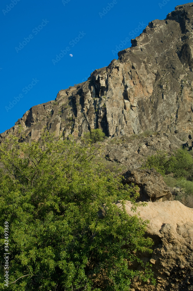Moon over a cliff and almond Prunus dulcis in the foreground. The Roque Nublo Natural Monument. Tejeda. Gran Canaria. Canary Islands. Spain.