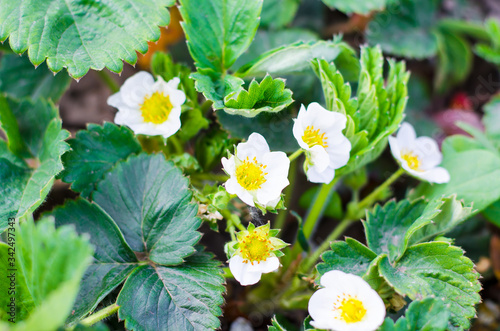 Flowering strawberries. Strawberry bush grows on a plantation. A lot of white colored strawberries.