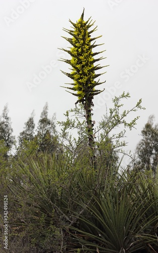 Rustic plant Puya of Chile, Chagual photo