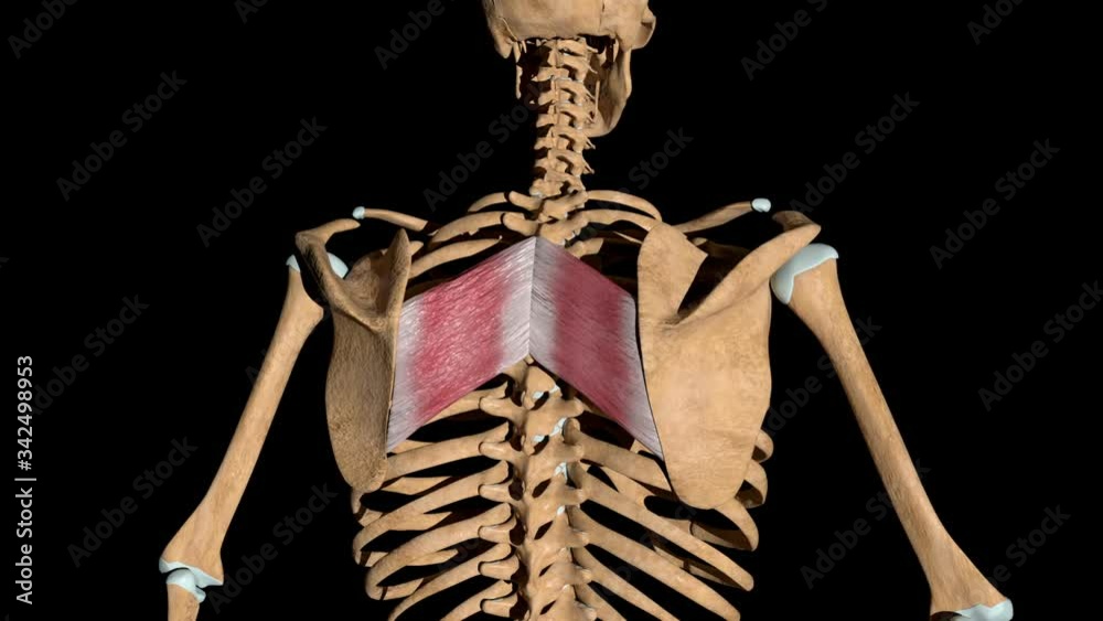 Rhomboid Major Muscles on Skeleton