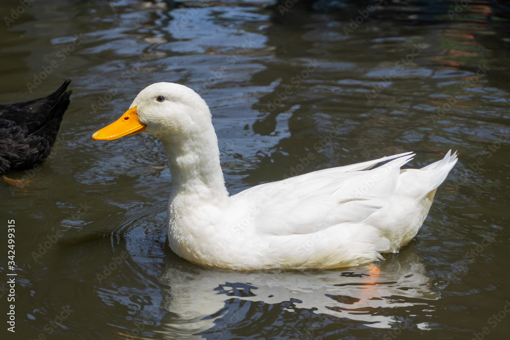 White duck swimming in the water