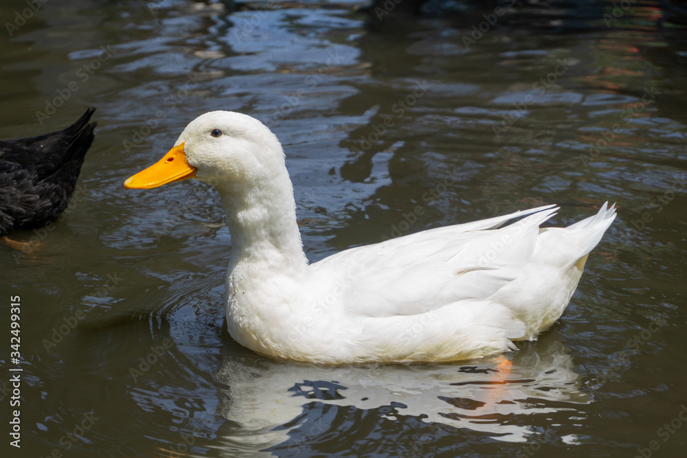 White duck swimming in the water White duck swimming in the water