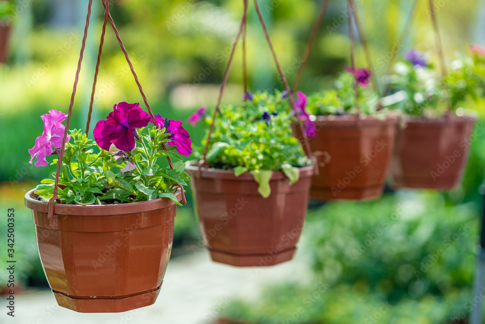 purple flowers in a pot purple flowers in a pot