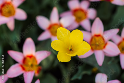 the yellow flower stands out against the pink ones in the garden