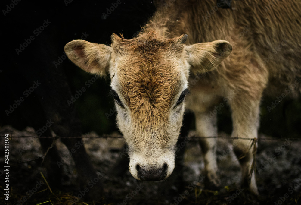 Fototapeta premium Little cow in Coronado, Costa Rica 1