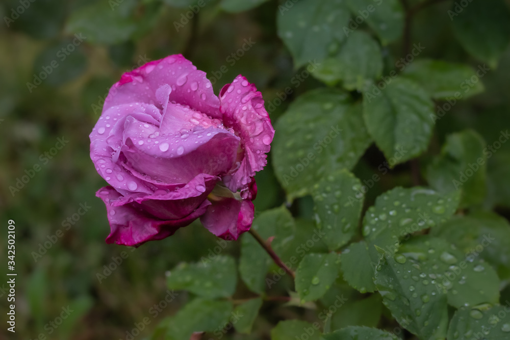 rosa rosa con gotas de lluvia y fondo verde natural de las hojas