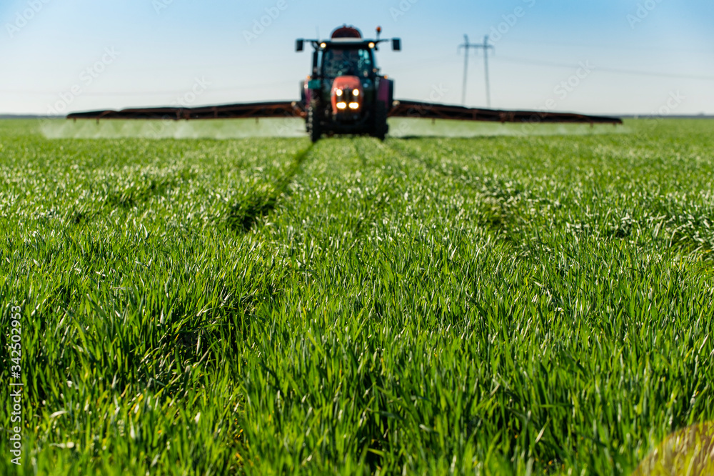 Tractor spraying wheat in field Tractor spraying wheat in field