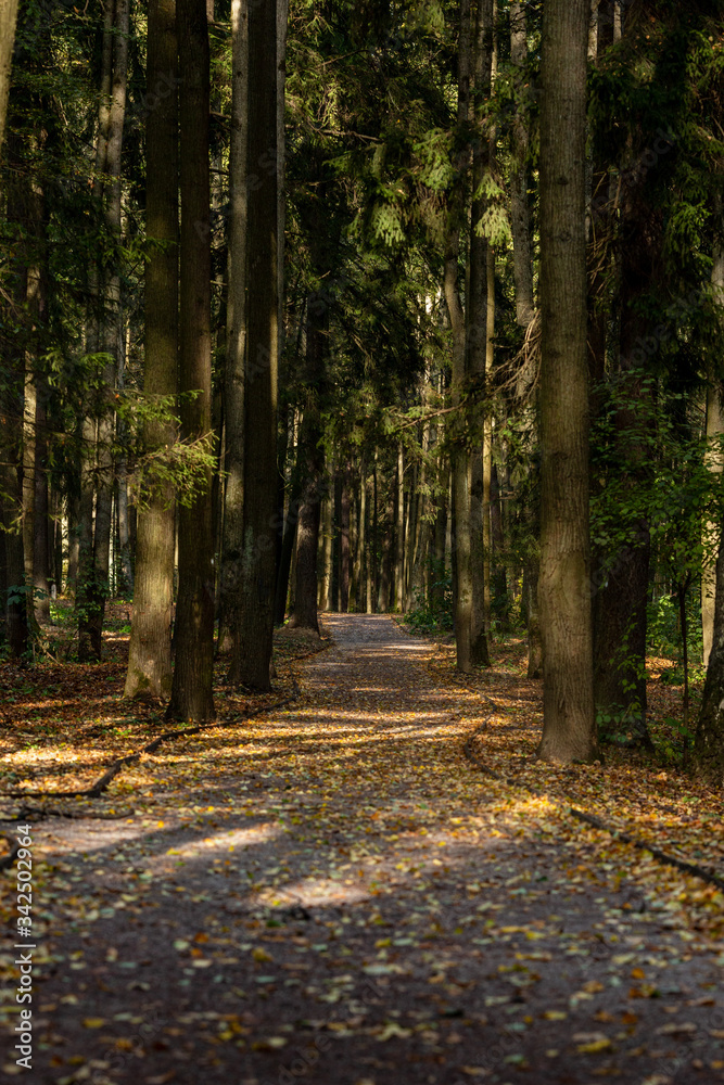 Fototapeta premium Road in the park with tree around there