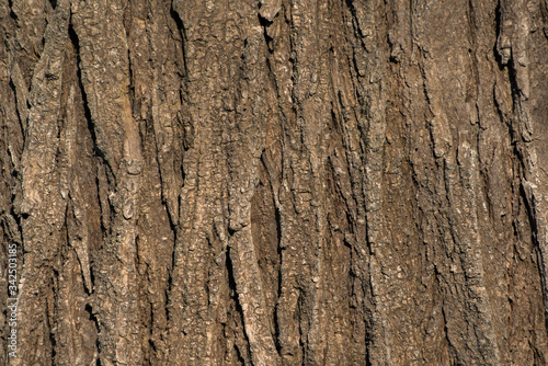 A dry tree bark texture and background. Creative Relief of the old brown oak bark. Nature concept. Horizontal photo of a tree vertical lines bark texture. 