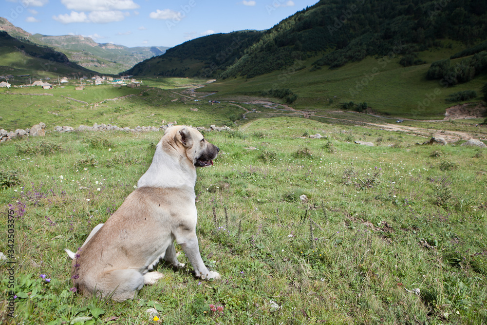 Abandoned village overlooking Caucasus mountains. Russia. Old house and amazing nature and the big dog Abandoned village overlooking Caucasus mountains. Russia. Old house and amazing nature and the big dog