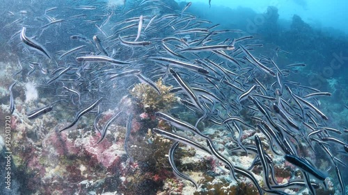 convict blenny digging the sand to maka a place underwater fish school together photo