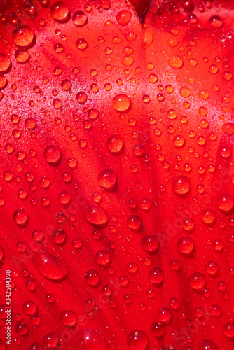 Macro texture backgroud. A large beautiful red bright tulip. Close-up of the beauty flower petal of opened buds, stamens covered with drops of water. Vertical screen saver.