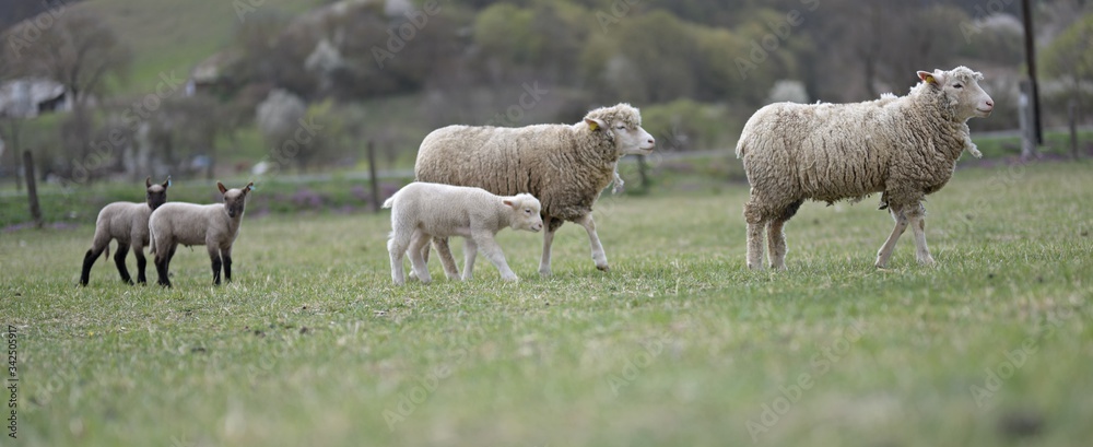 Fototapeta premium sheeps with lamb on farm