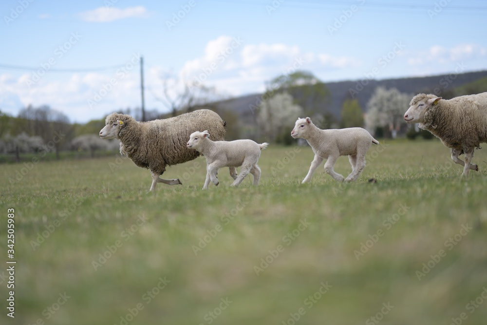 Fototapeta premium sheeps with lamb on farm
