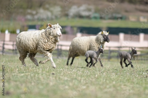 sheeps with lamb on farm