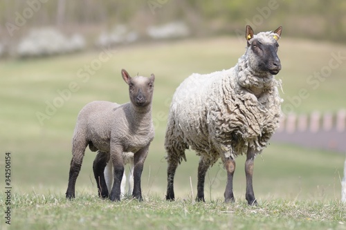 Fototapeta Naklejka Na Ścianę i Meble -  sheeps with lamb on farm