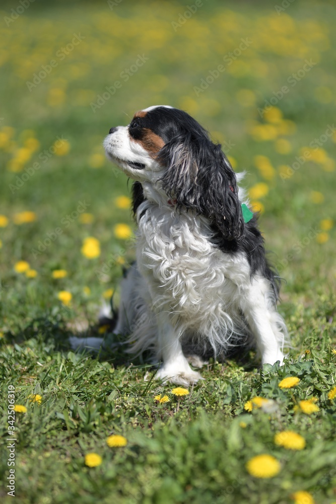 Cavalier King Charles Spaniel dogs without leash outdoors in the nature on a sunny day.