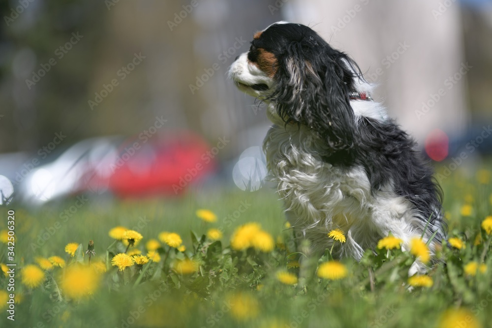 Cavalier King Charles Spaniel dogs without leash outdoors in the nature on a sunny day.