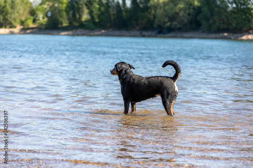 cute Appenzeller Mountain dog has fun in the river