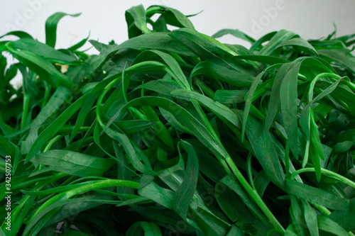 tarragon on the white background