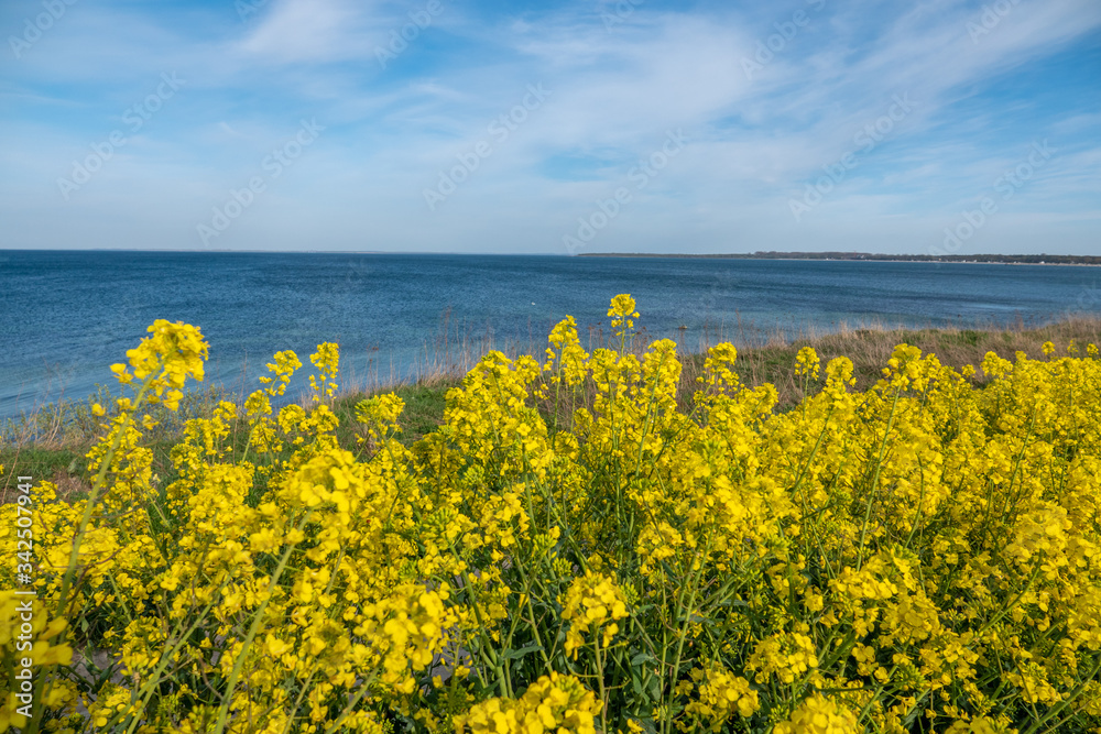 yellow rape plant stands in a yellow rape field and in the background is the Baltic Sea