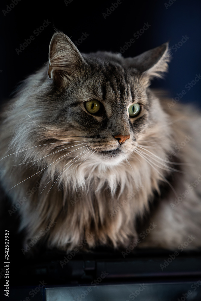 A beautiful Norwegian Forest Cat lies and rests in the apartment on a dark background