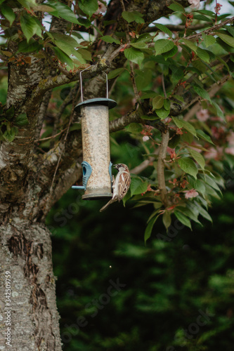 bird house in the forest