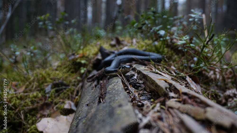 A black grass snake with round eyes and a fixed gaze into the lens lies on a dry trunk of a fallen tree, among dry leaves, grass thickets and moss on a spring-summer day in the forest.