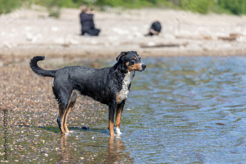 Fototapeta Naklejka Na Ścianę i Meble -  Dog Running At Beach During Sunny Day, Appenzeller Sennenhund