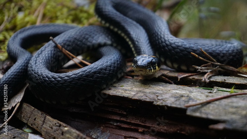 A young, medium black grass snake with beautiful scales, expressive round eyes and a fixed gaze lies on a dry trunk of a fallen tree, among dry leaves and moss on a spring-summer day in the forest. 