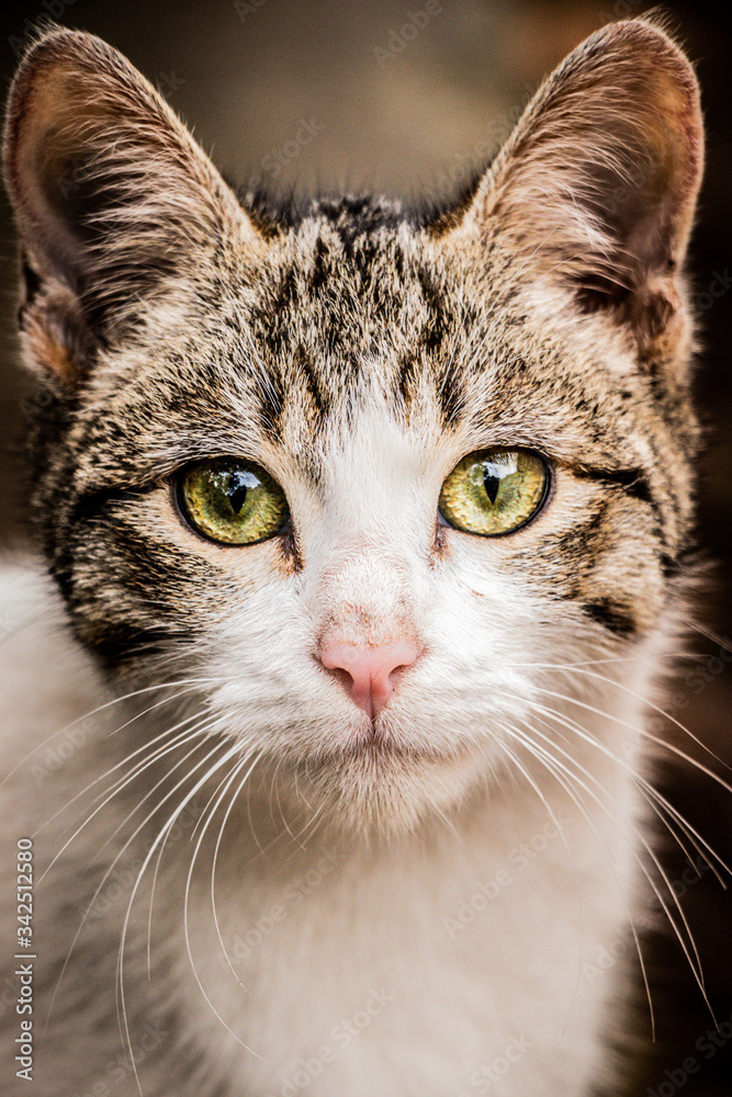 Young cat looking at camera with green sparkling eyes