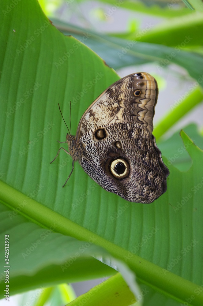 Fototapeta premium butterfly on green leaf