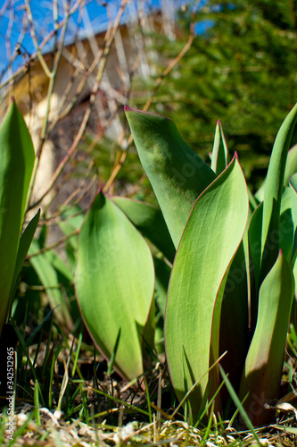Green shoots of tulips yearn for the sky