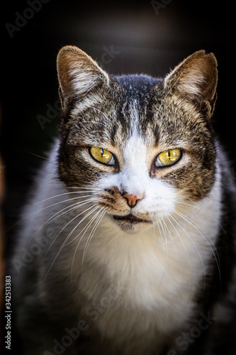 Gato asilvestrado mirando a cámara con ojos dorados © Oliver Freixas