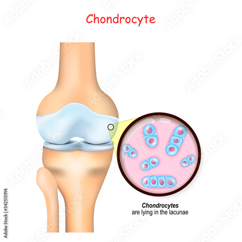 knee and close up of cells of a cartilage. chondrocyte photo