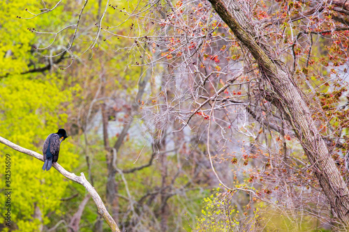 comoran on branch photo