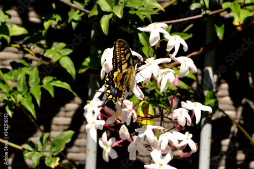 Closeup of a wonderful butterfly Papilio Machaon