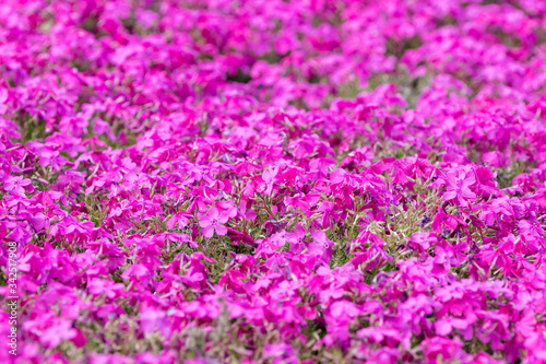 満開のサクラソウの花　千葉県袖ケ浦市　日本 © 政昭 大橋