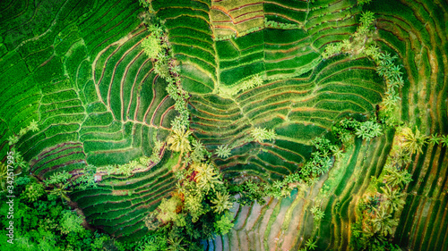 Tableau sur toile green ricefield from the top!
