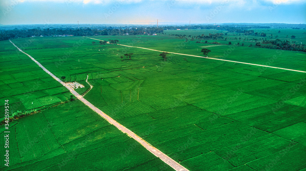 Fototapeta premium aerial view of ricefields