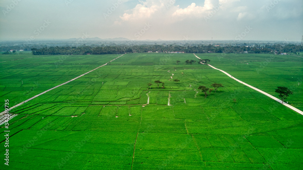 Massive ricefield Massive ricefield