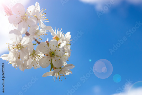 Cherry blossom on a branch with a blue sky background and the glare of sunlight in the camera lens.