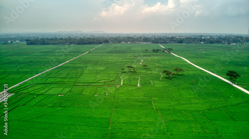 Fotografie Massive ricefield