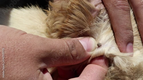 A man removes a tick from the head of a dog cocker spaniel