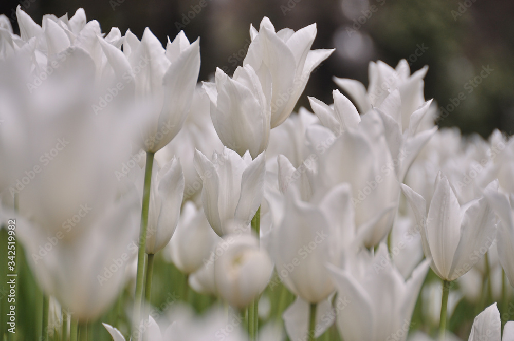 Fototapeta premium Field of white tulips growing, soft and delicate.
