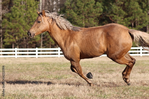 palomino horse galloping in the field