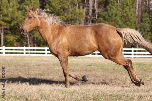 galloping horse in field © Miranda