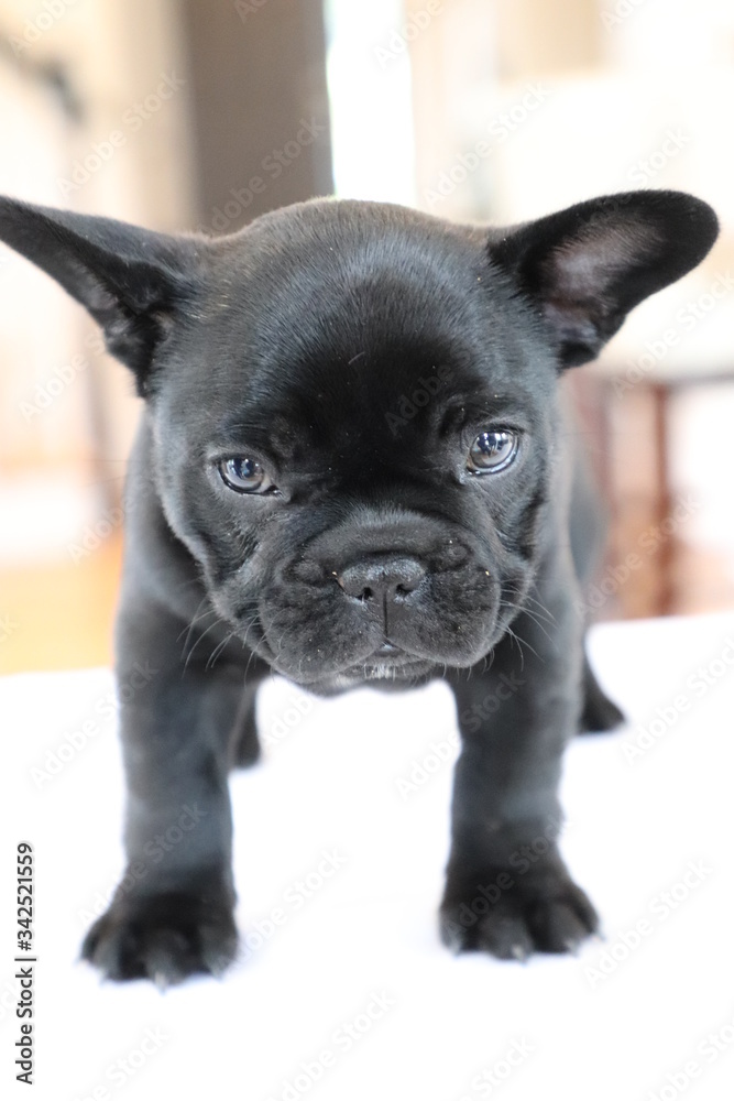 cute black french bulldog puppy 